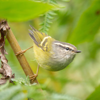 Ashy-throated Warbler
